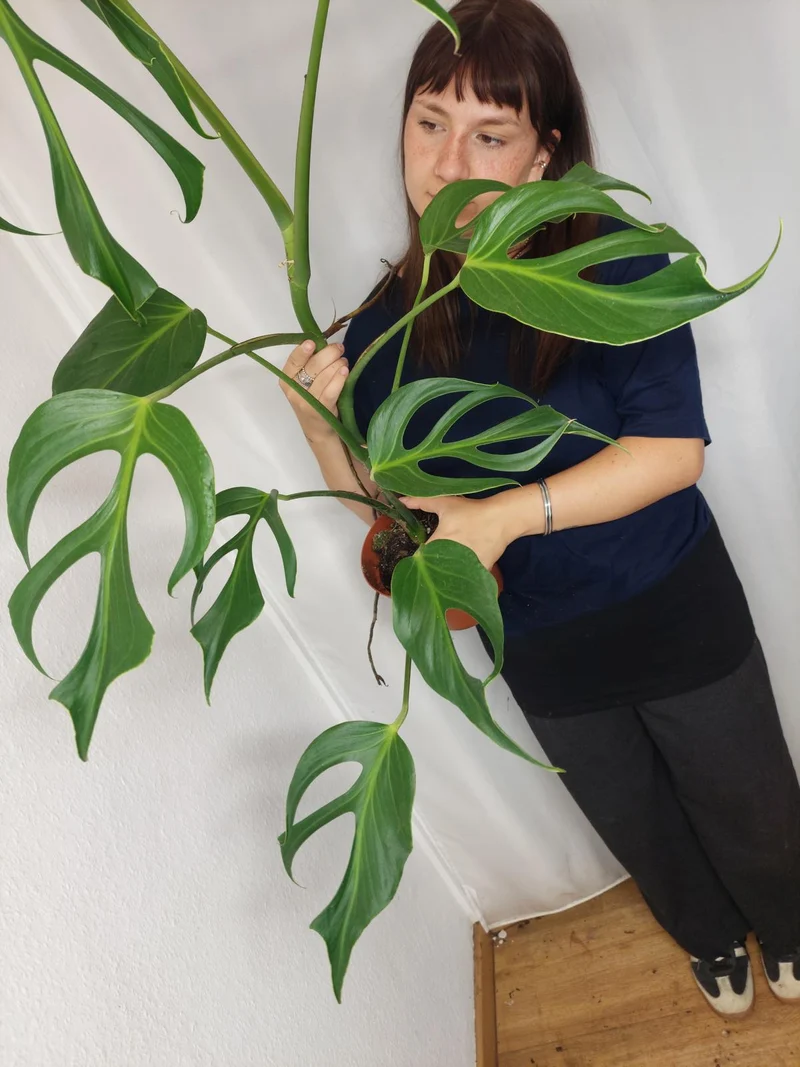 Monstera Burle Marx Flame XXL