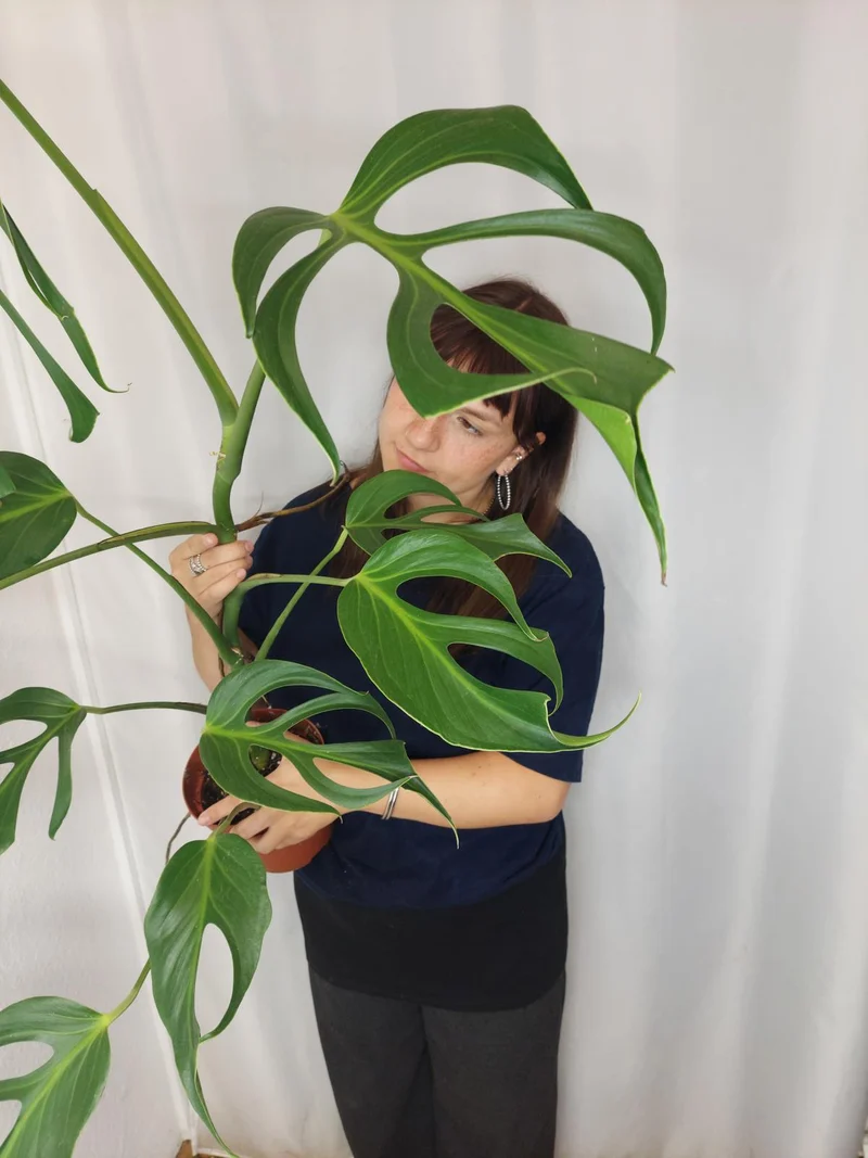 Monstera Burle Marx Flame XXL