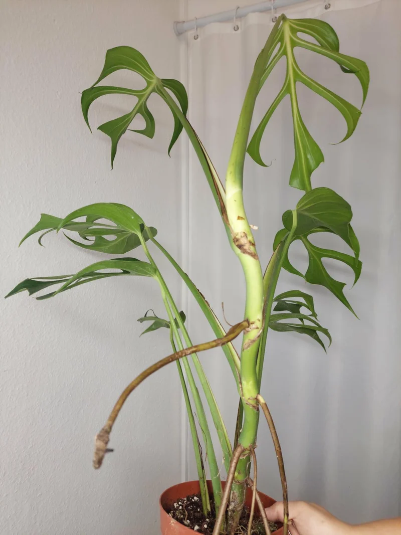 Monstera Burle Marx Flame XXL
