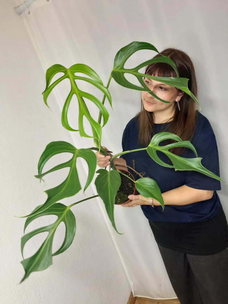 Monstera Burle Marx Flame XXL