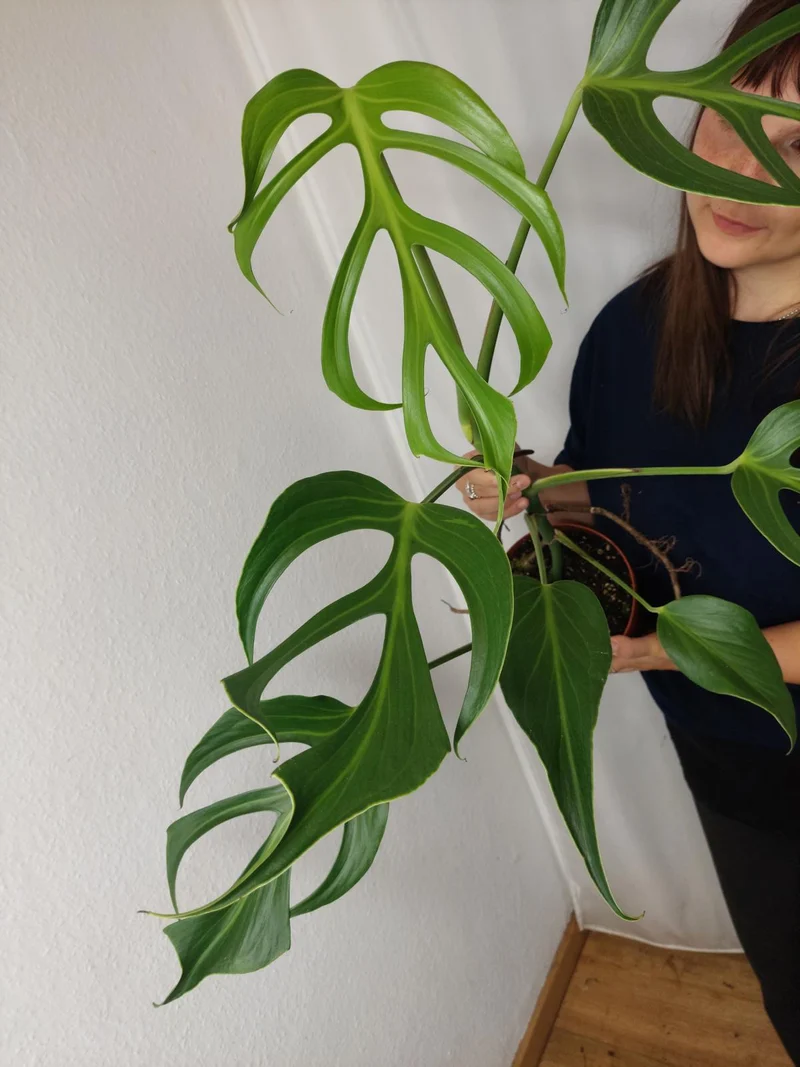 Monstera Burle Marx Flame XXL