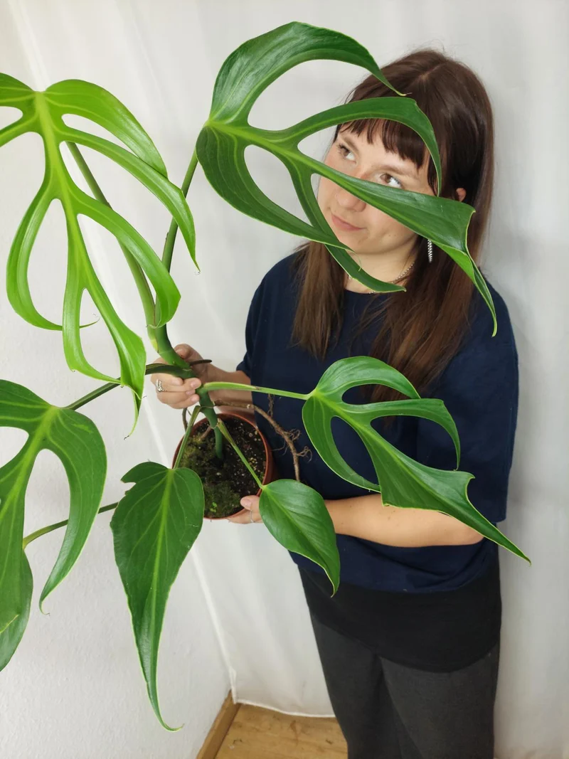 Monstera Burle Marx Flame XXL