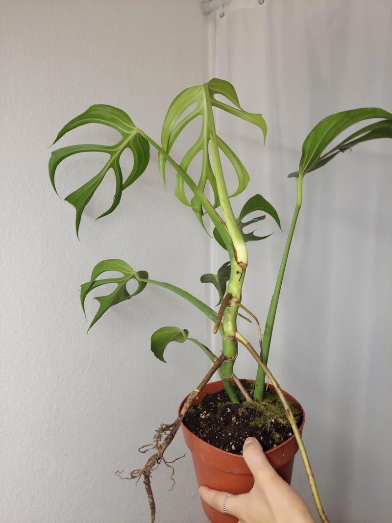 Monstera Burle Marx Flame XXL