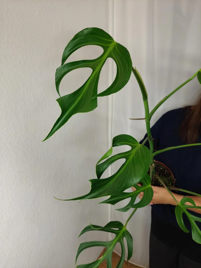 Monstera Burle Marx Flame XXL