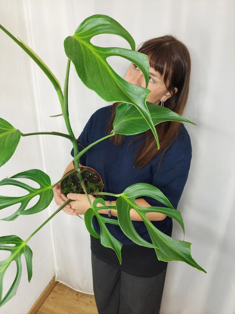 Monstera Burle Marx Flame XXL