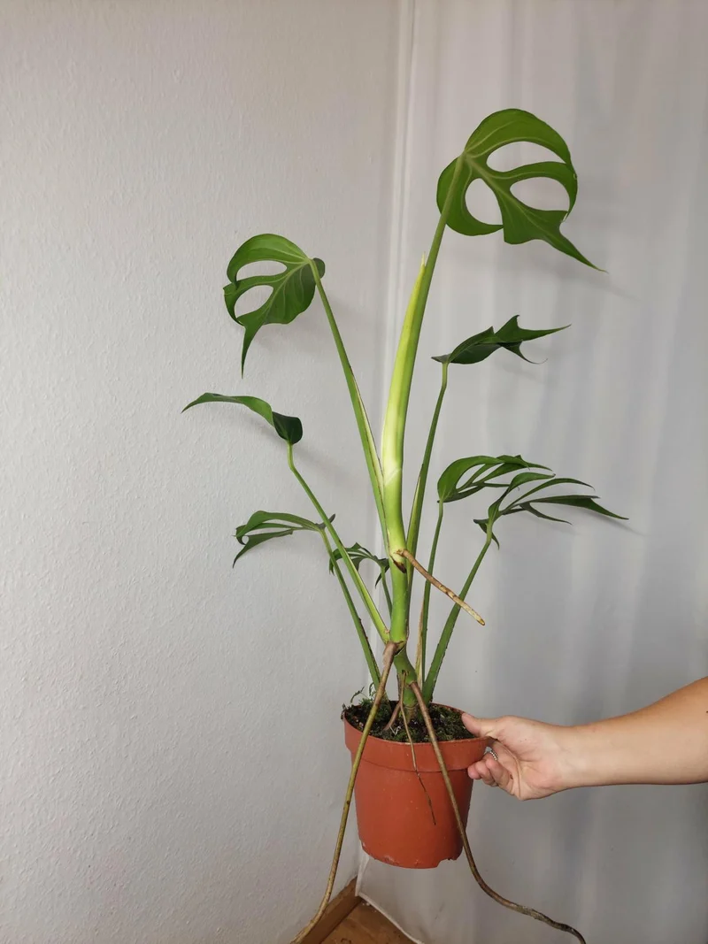 Monstera Burle Marx Flame XXL