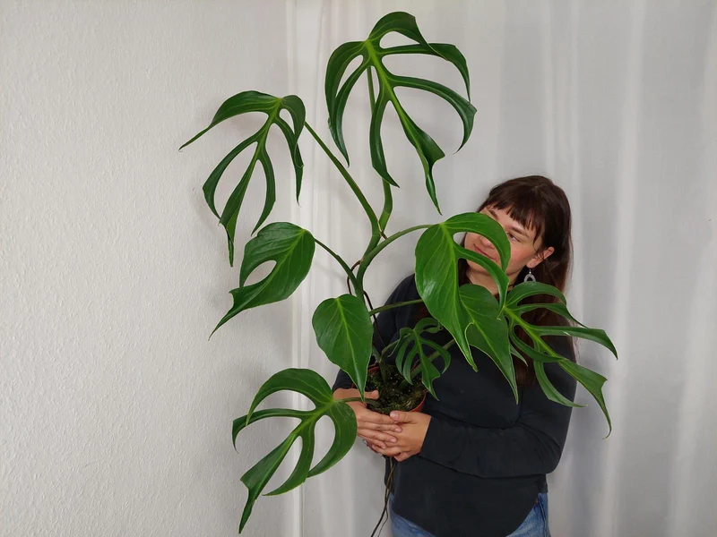 Monstera Burle Marx Flame XXL
