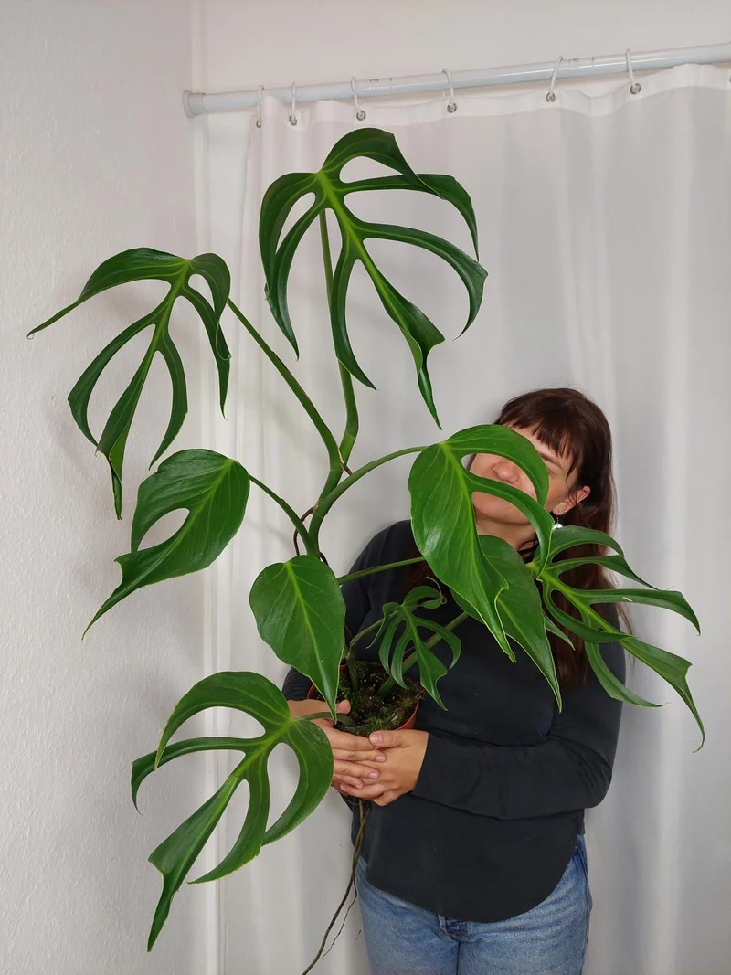 Monstera Burle Marx Flame XXL
