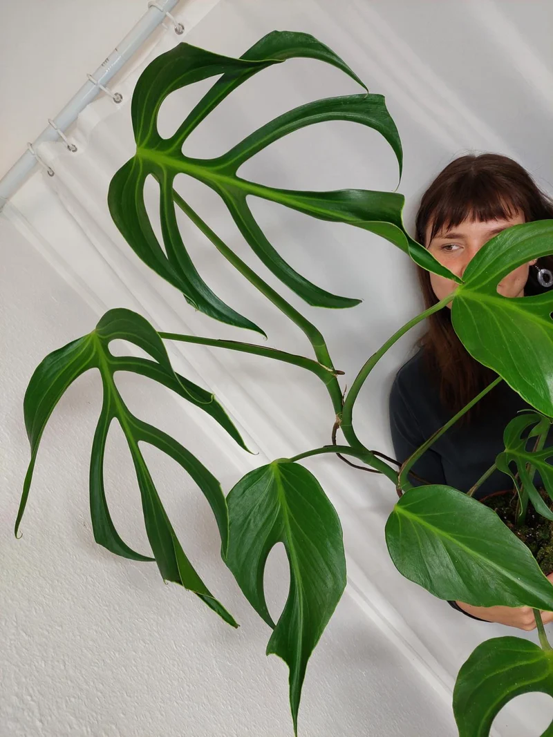 Monstera Burle Marx Flame XXL