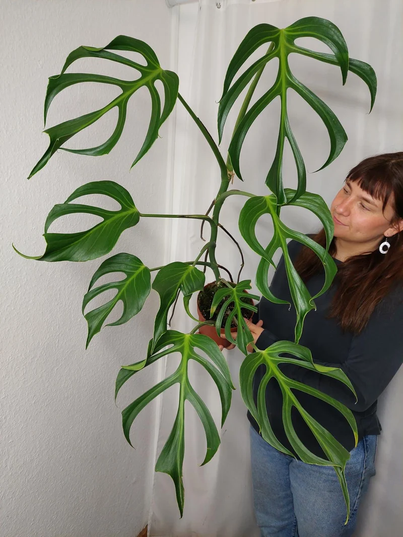Monstera Burle Marx Flame XXL