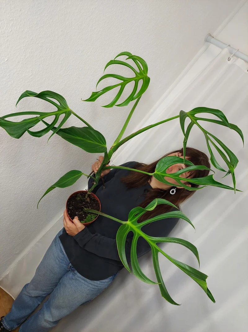 Monstera Burle Marx Flame XXL