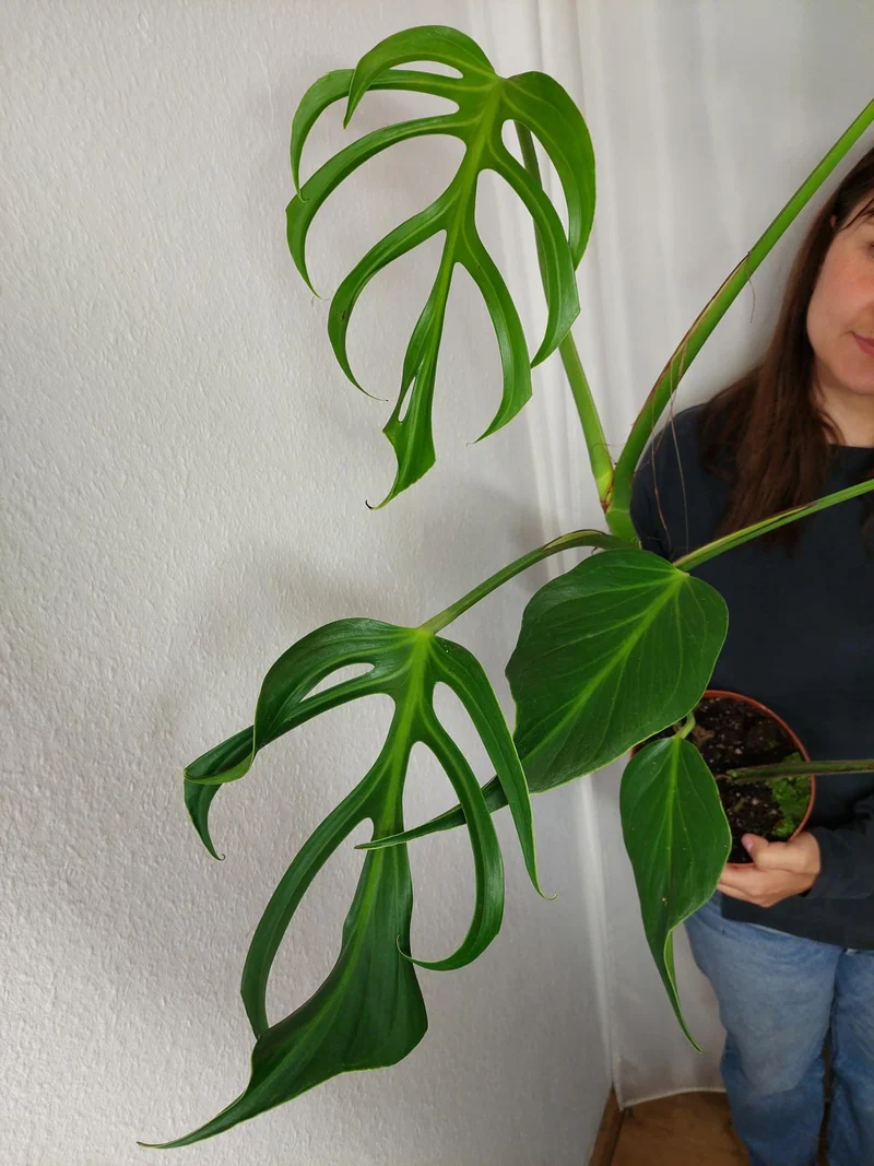 Monstera Burle Marx Flame XXL