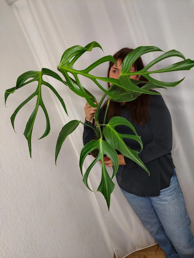 Monstera Burle Marx Flame XXL