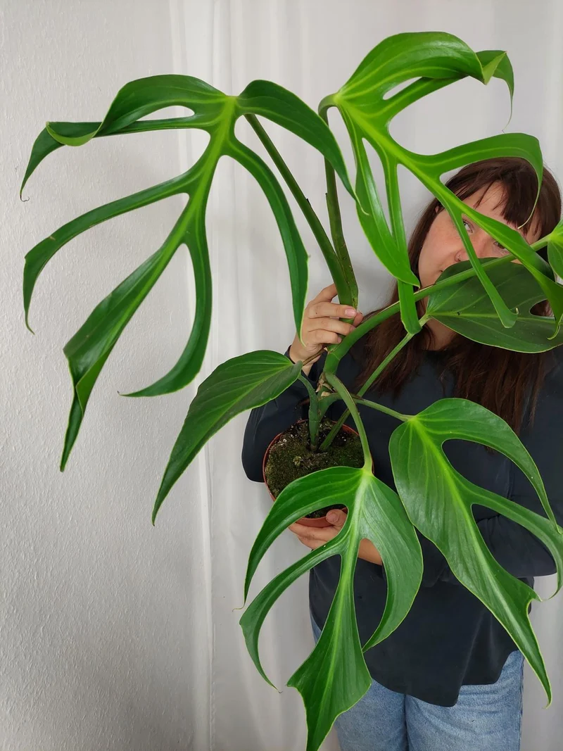 Monstera Burle Marx Flame XXL