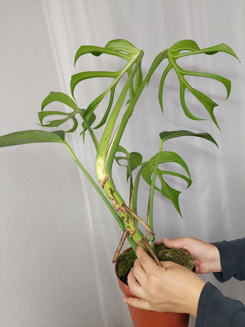 Monstera Burle Marx Flame XXL