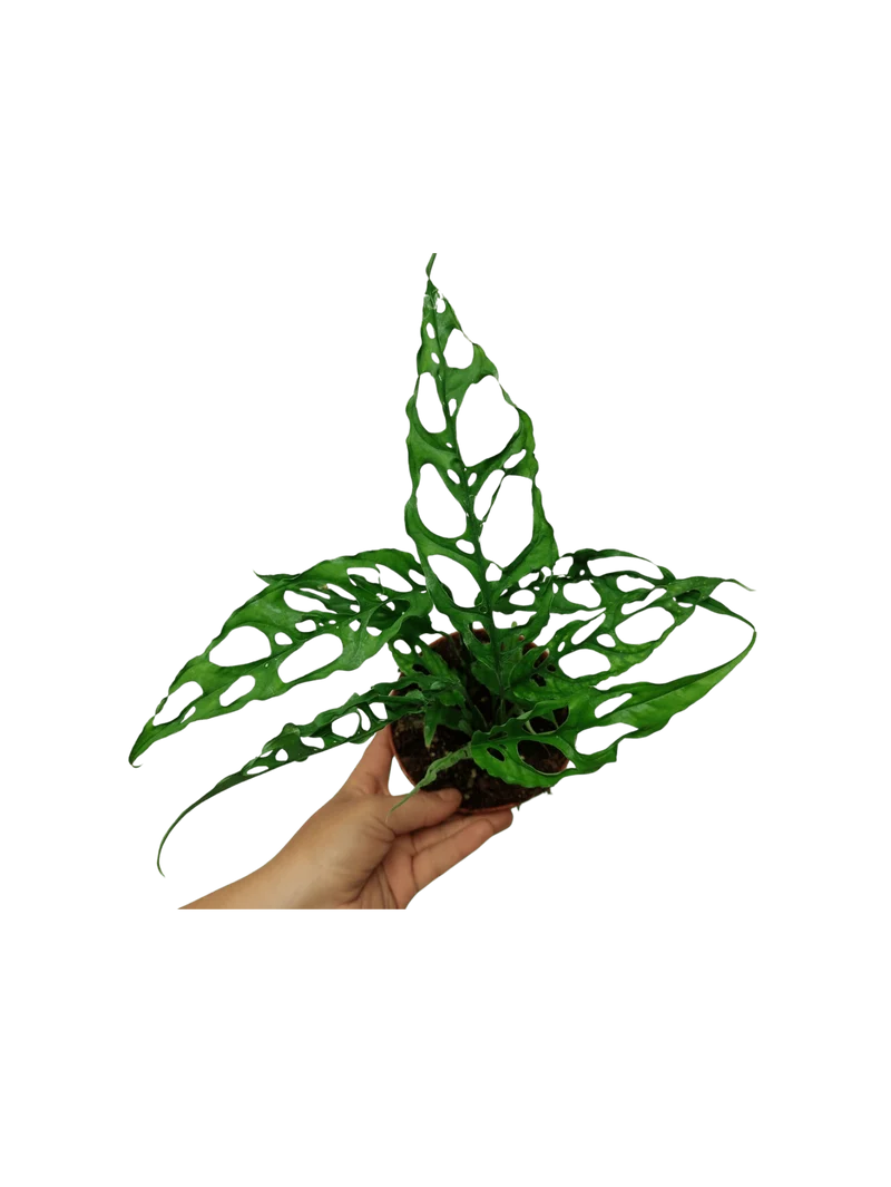 Monstera Obliqua Peru