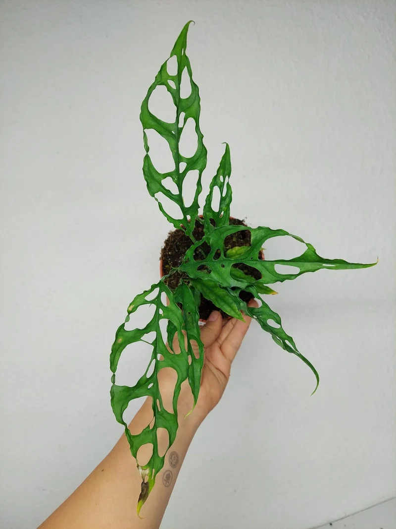 Monstera Obliqua Peru