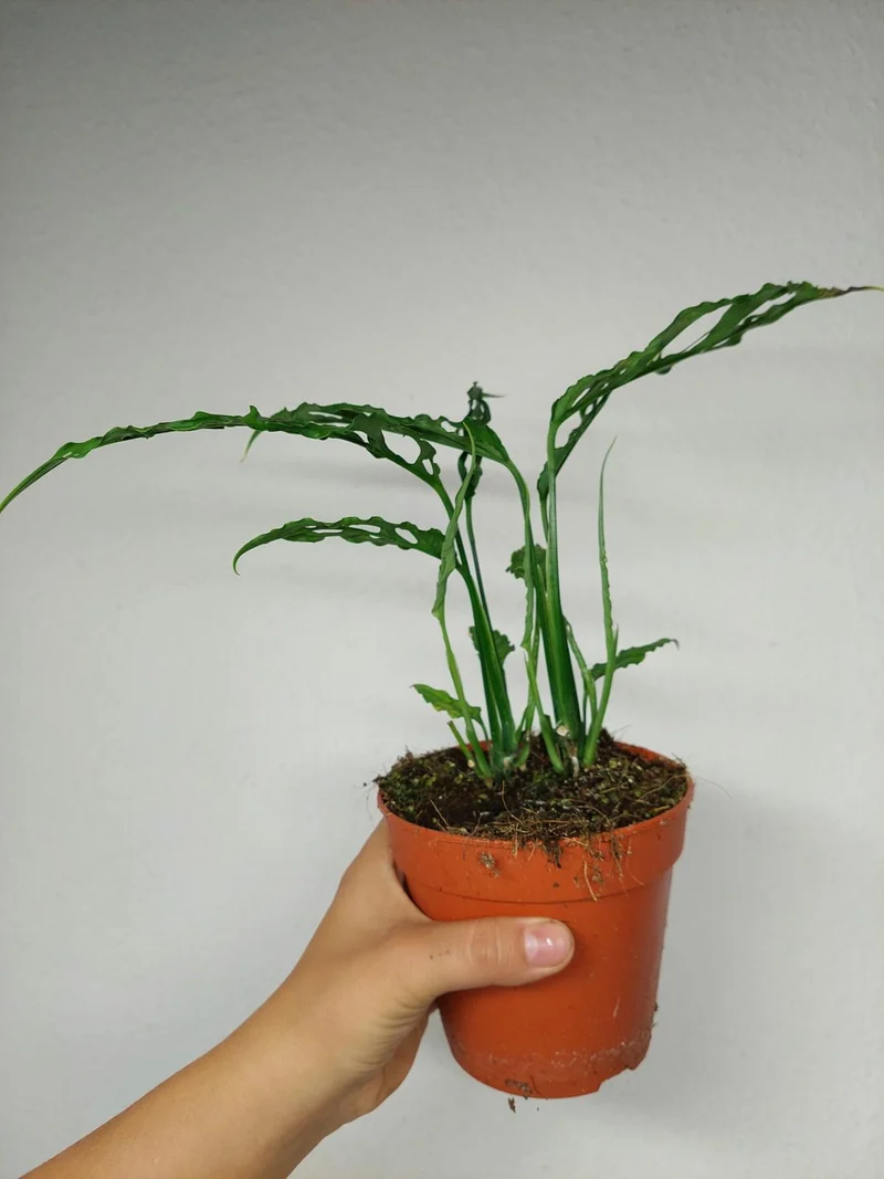 Monstera Obliqua Peru