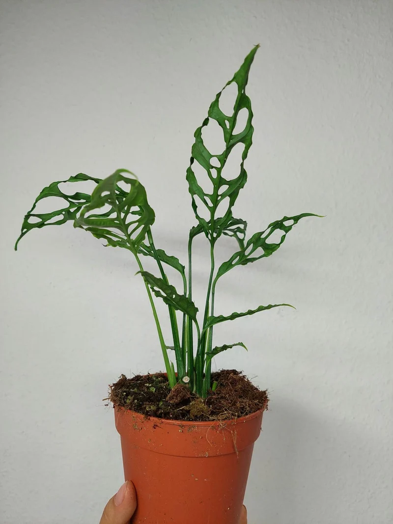 Monstera Obliqua Peru