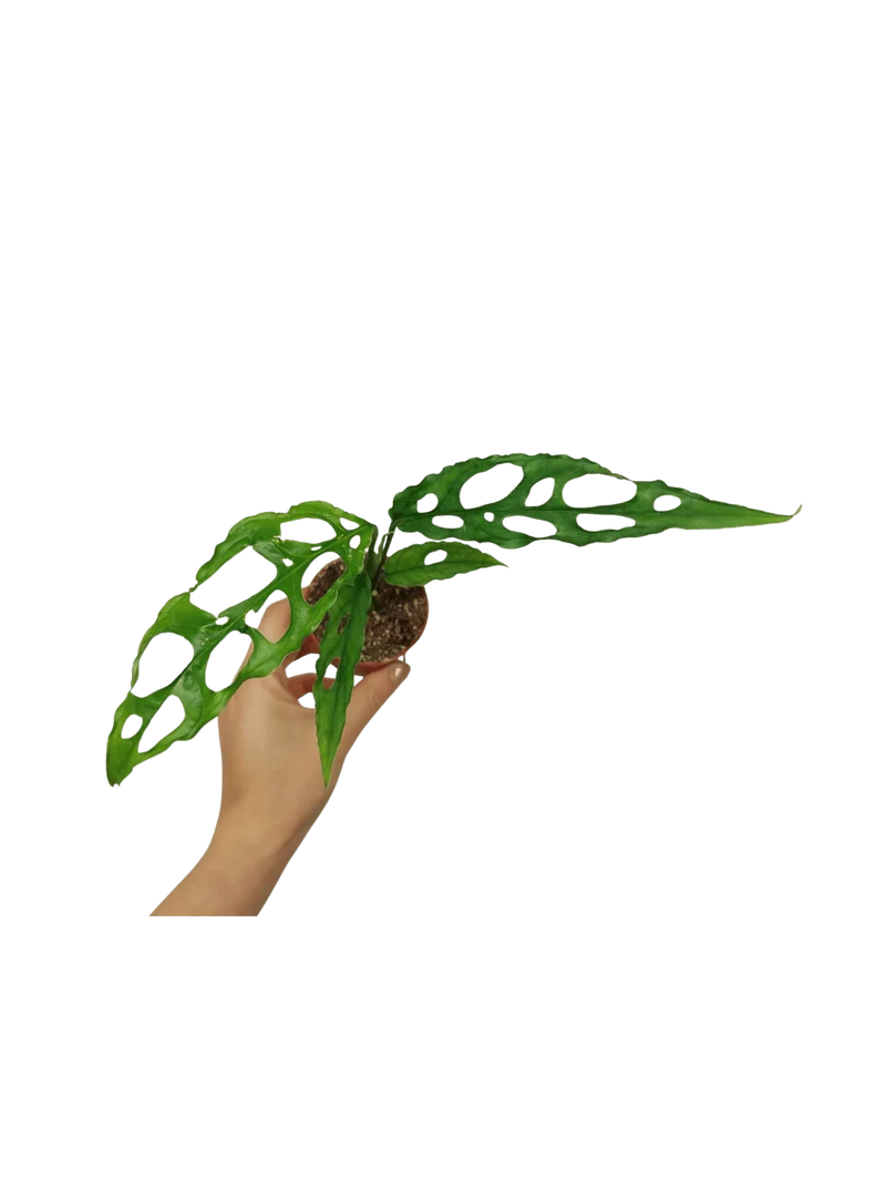 Monstera Obliqua Peru