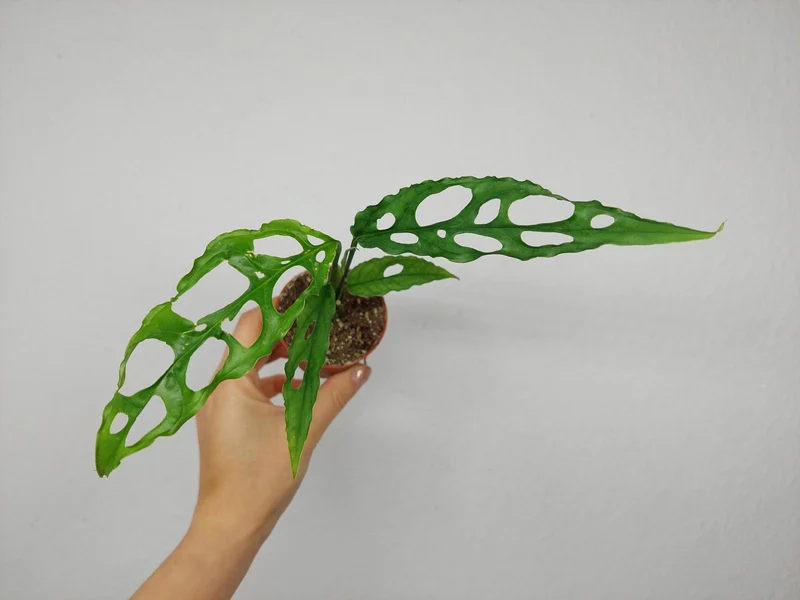 Monstera Obliqua Peru