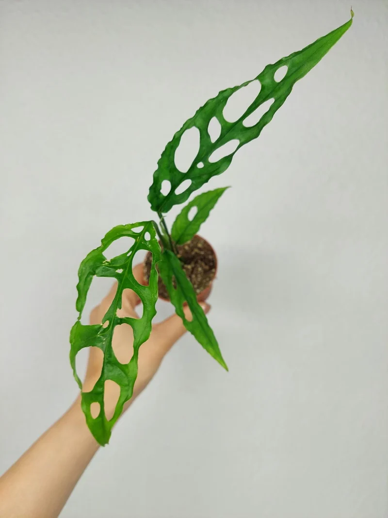 Monstera Obliqua Peru