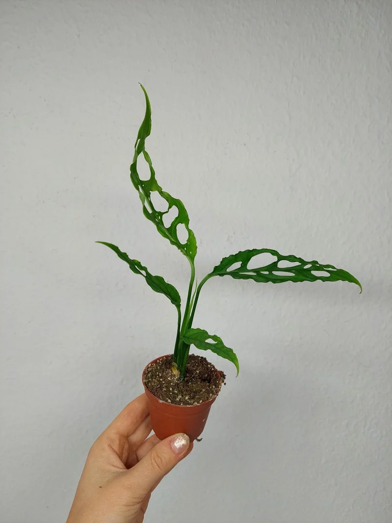 Monstera Obliqua Peru