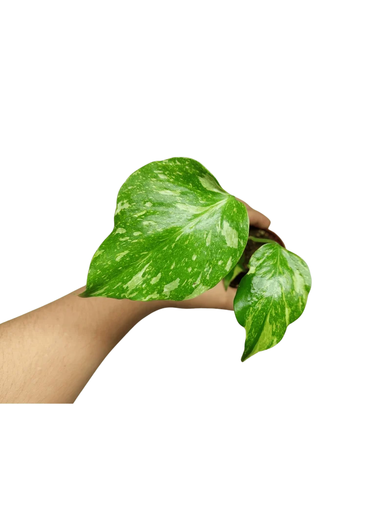 Monstera Electrolight