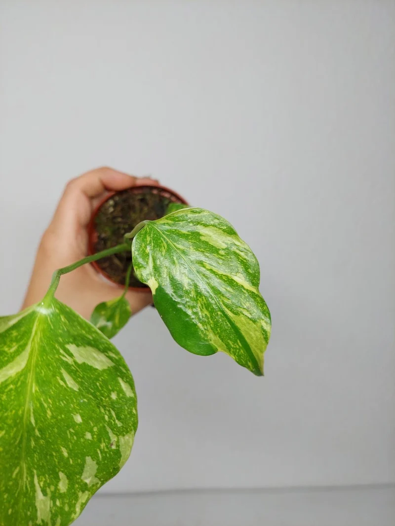 Monstera Electrolight