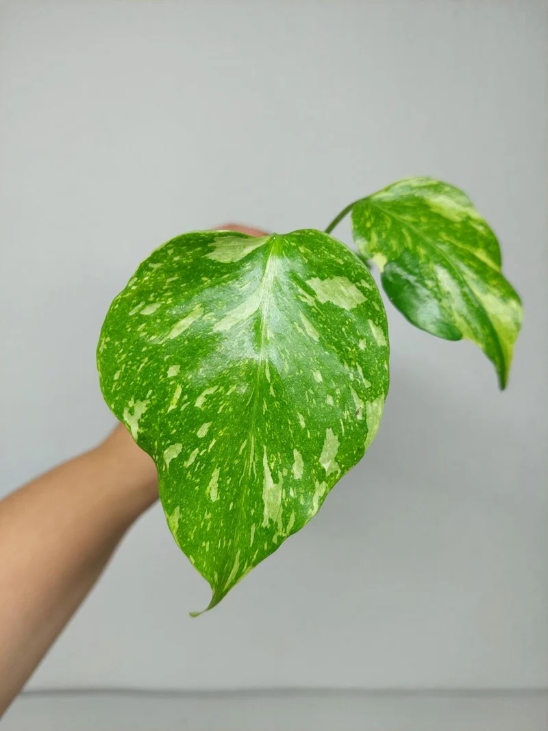 Monstera Electrolight