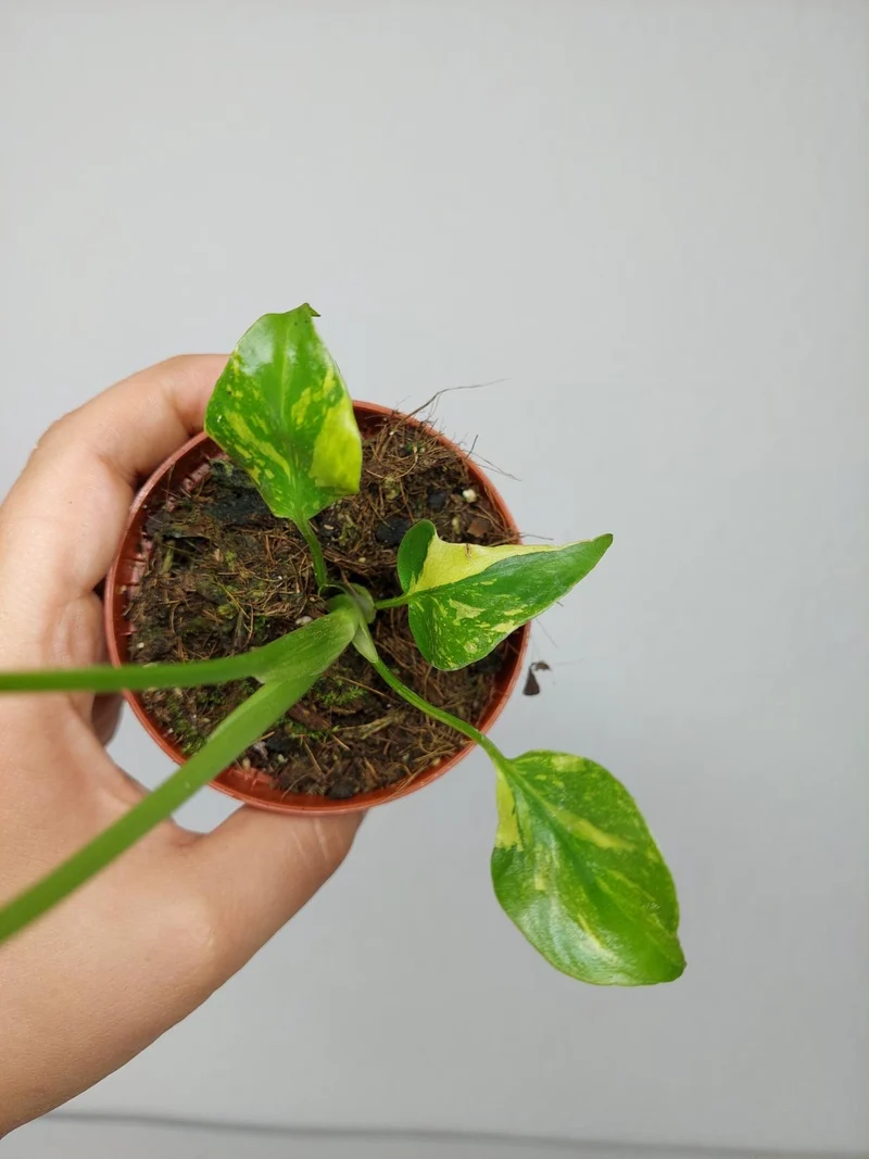 Monstera Electrolight