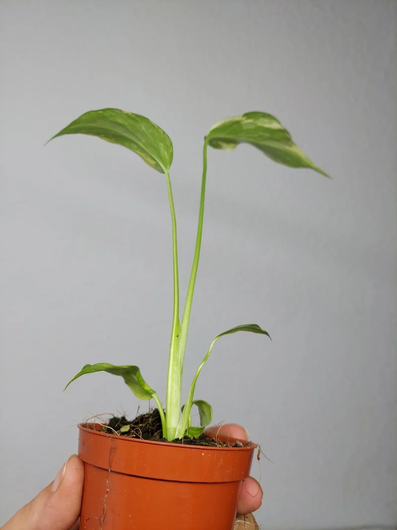 Monstera Electrolight