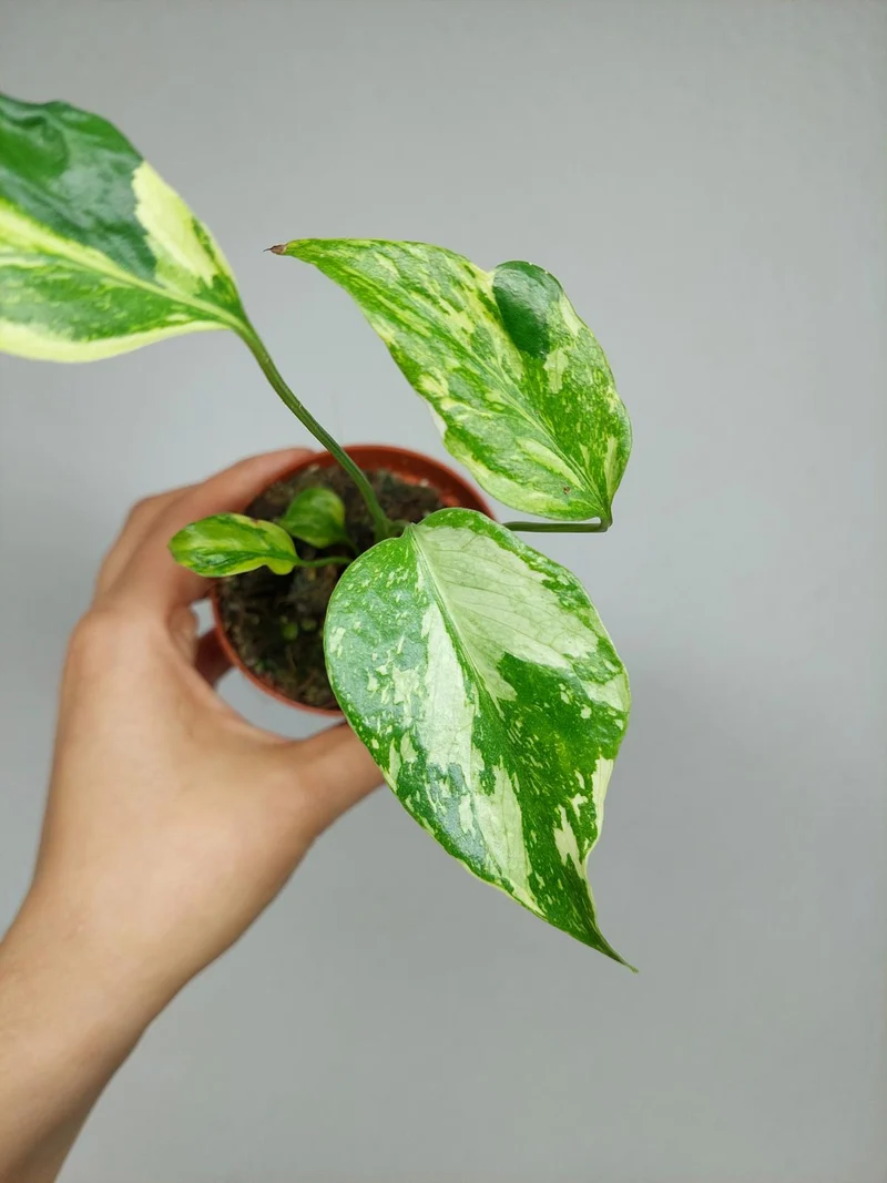 Monstera Electrolight