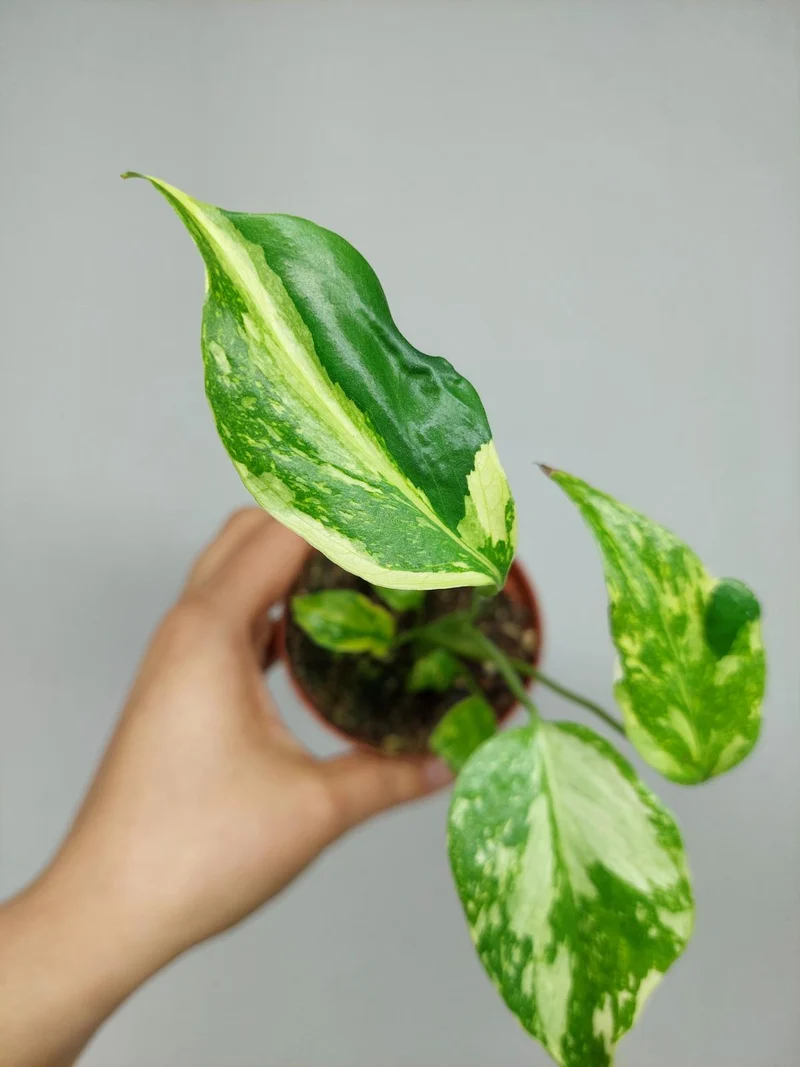 Monstera Electrolight