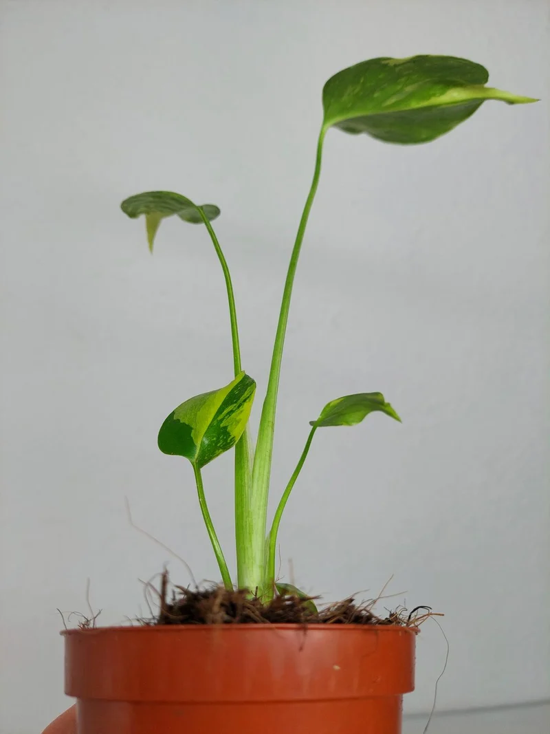 Monstera Electrolight