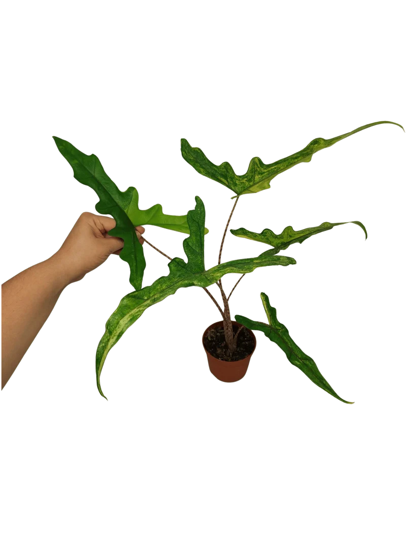 Alocasia Sabrina Aurea