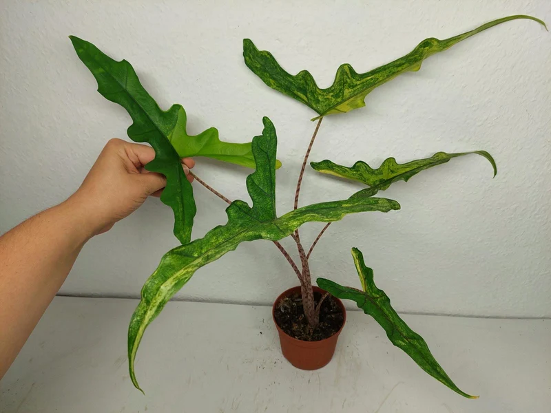 Alocasia Sabrina Aurea