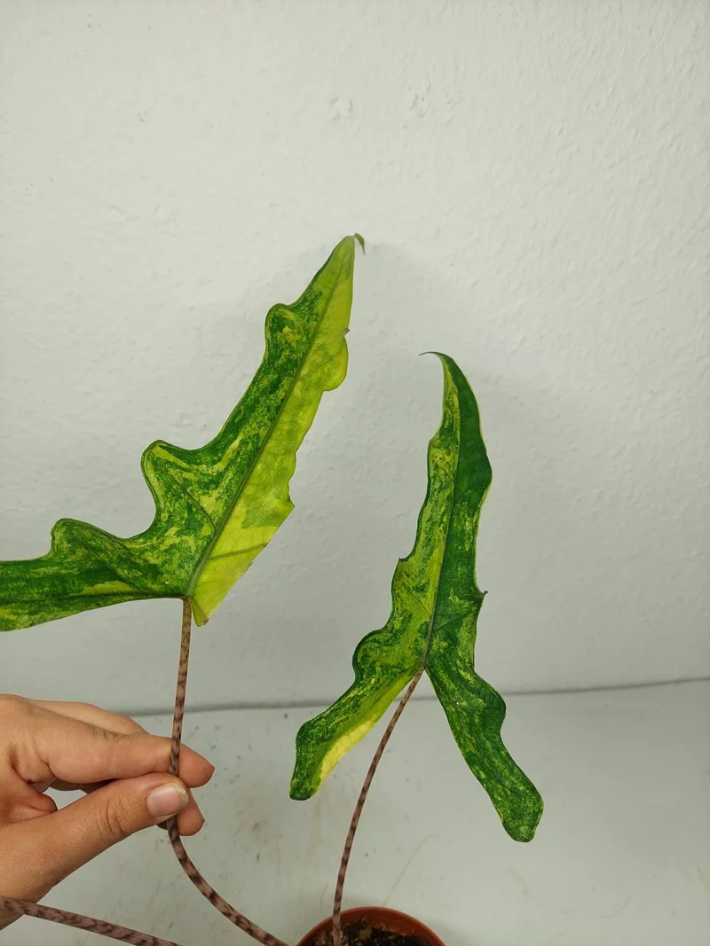 Alocasia Sabrina Aurea