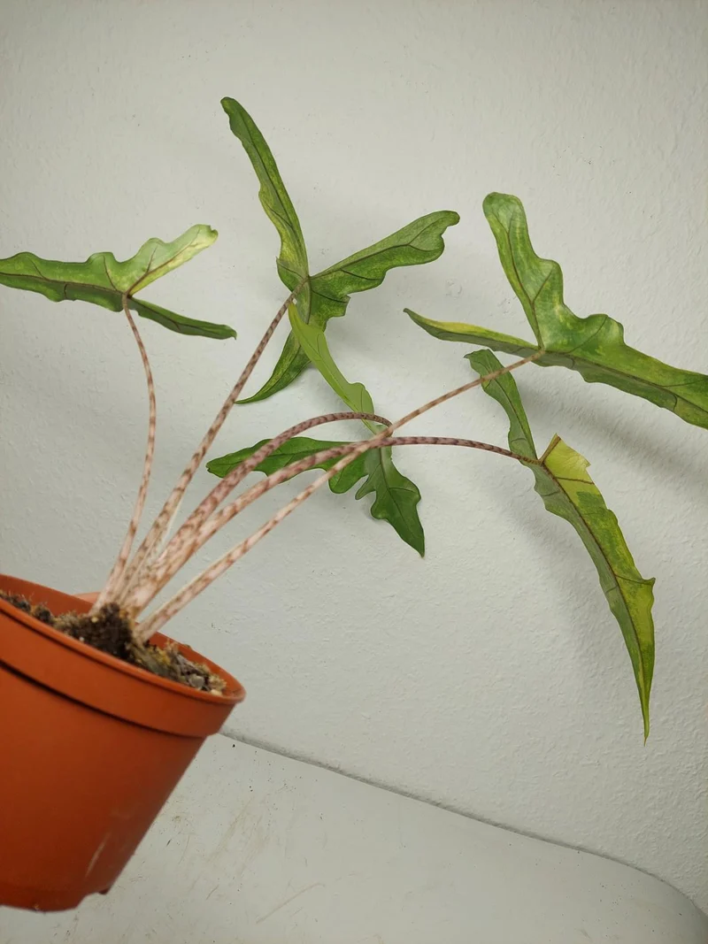 Alocasia Sabrina Aurea