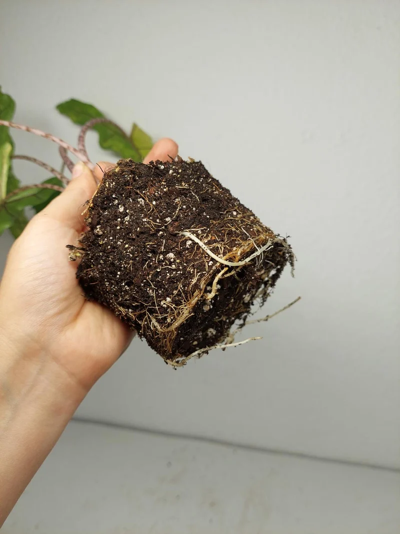Alocasia Sabrina Aurea
