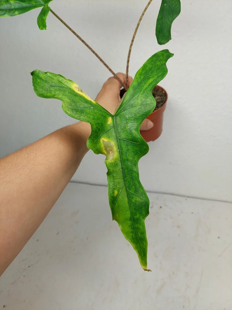 Alocasia Sabrina Aurea
