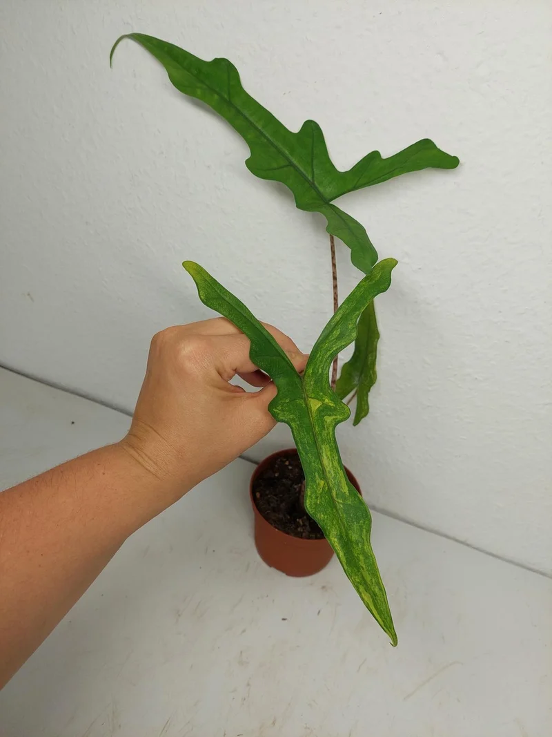 Alocasia Sabrina Aurea