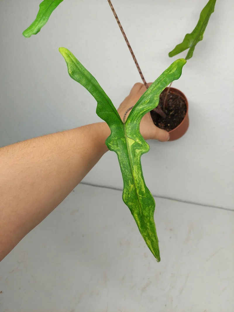 Alocasia Sabrina Aurea