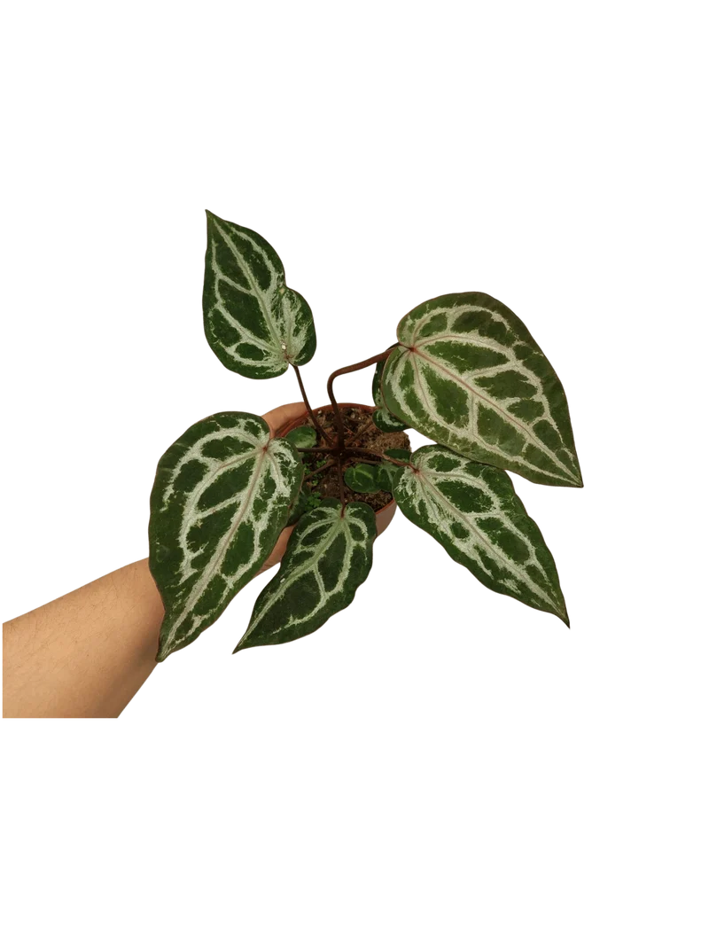 Anthurium Red Crystallinum Variegata