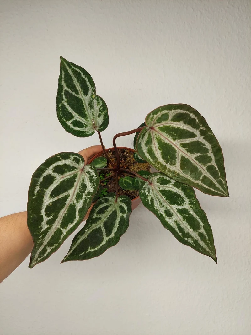 Anthurium Red Crystallinum Variegata