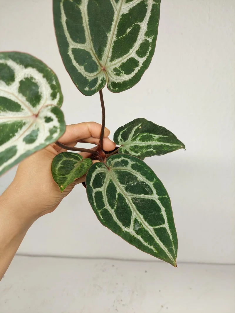 Anthurium Red Crystallinum Variegata