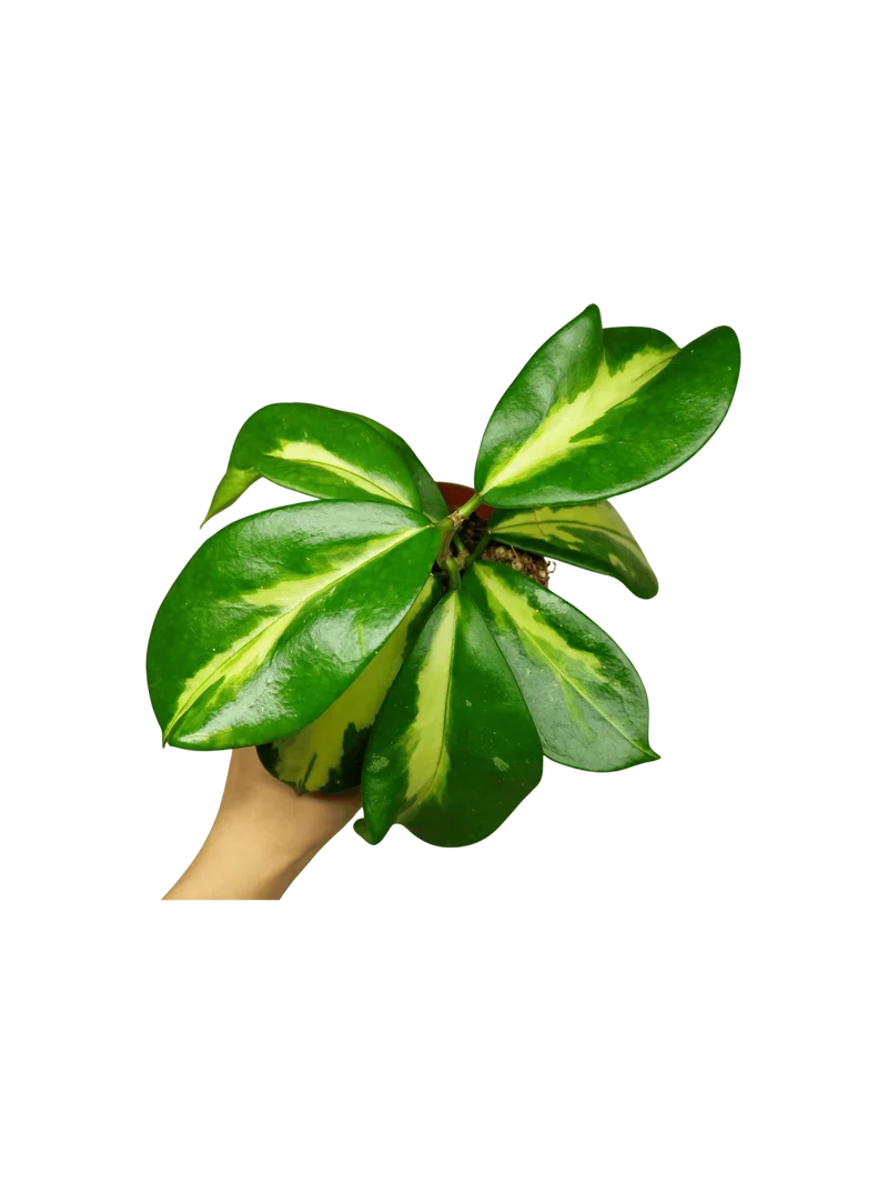 Hoya Diversifolia Maharani