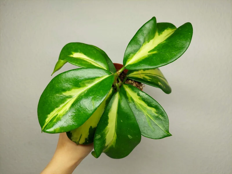 Hoya Diversifolia Maharani