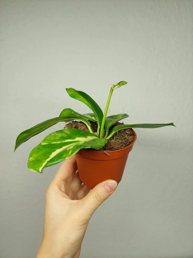 Hoya Diversifolia Maharani