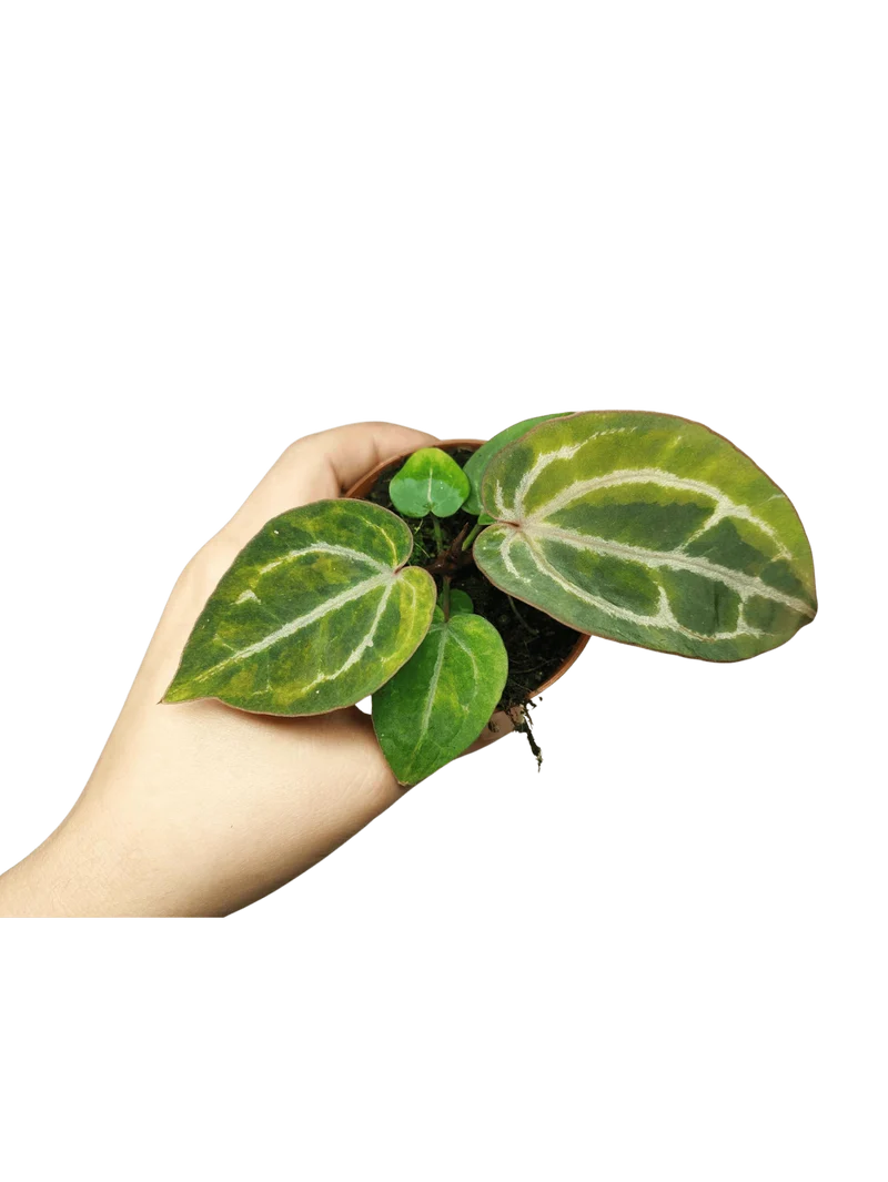 Anthurium Red Crystallinum Aurea
